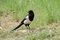 Pica_serica_2024_0531_0924-3