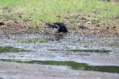 Pica_serica_2024_0604_1923-2