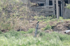 Pica_serica_2024_0607_1048