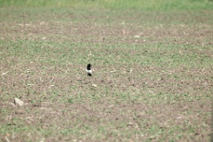 Pica_serica_2024_0607_1122