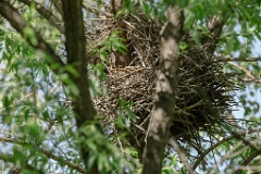 nest240613_Pica_serica_2024_0613_1627-2