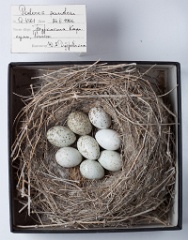 eggs_museum_Podoces_panderi201009291244