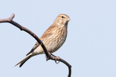 Acanthis_cannabina_2013_0612_0903