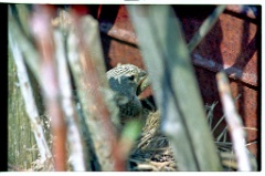 nest050506-1_2005_Zenit