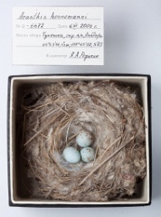 eggs_museum_Acanthis_hornemanni201010061835