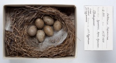 eggs_museum_Calcarius_lapponicus201010041530