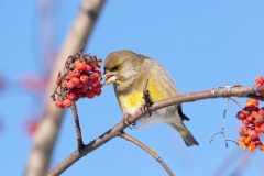 birds_feeding_Carduelis_chloris_2012_0128_1331-2