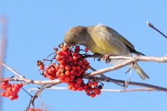 birds_feeding_Carduelis_chloris_2012_0128_1338