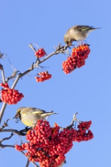 birds_feeding_Carduelis_chloris_2012_0128_1340