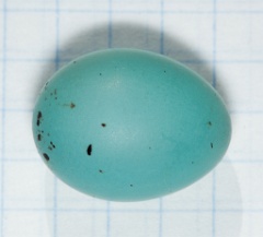 eggs_apart_Carpodacus_erythrinus201005301717