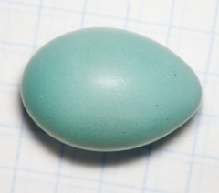 eggs_apart_Carpodacus_erythrinus201005301740