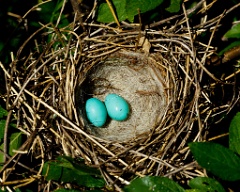 eggs_nature_Carpodacus_erythrinus201006230921