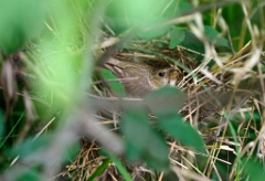 nest_with_bird_Carpodacus_erythrinus201006021354