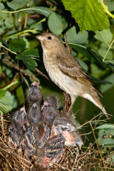 nest_with_bird_Carpodacus_erythrinus201006181056-2