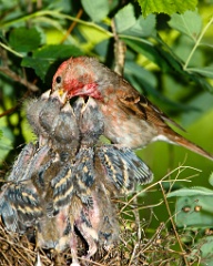 nest_with_bird_Carpodacus_erythrinus201006181101-1