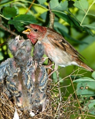 nest_with_bird_Carpodacus_erythrinus201006181101