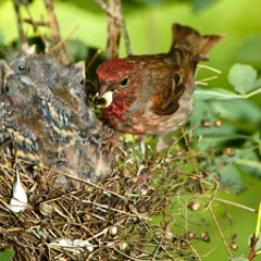 nest_with_bird_Carpodacus_erythrinus201006181102
