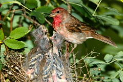 nest_with_bird_Carpodacus_erythrinus201006181157