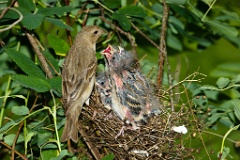 nest_with_bird_Carpodacus_erythrinus201006181232