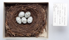 eggs_museum_Coccothraustes_coccothraustes201010041301