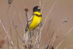 0_Emberiza_aureola_2024_0601_1824-5