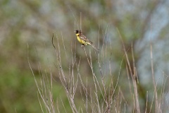 Emberiza_aureola_2024_0528_0945