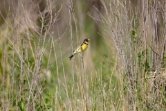 Emberiza_aureola_2024_0528_0946