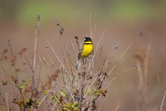 Emberiza_aureola_2024_0601_1824-4