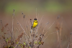 Emberiza_aureola_2024_0601_1824-6