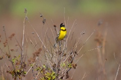 Emberiza_aureola_2024_0601_1824