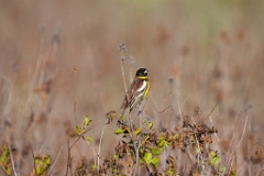 Emberiza_aureola_2024_0601_1828-4