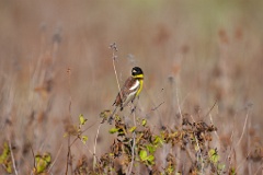 Emberiza_aureola_2024_0601_1828-5