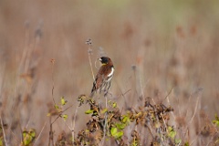 Emberiza_aureola_2024_0601_1828-6