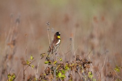 Emberiza_aureola_2024_0601_1828