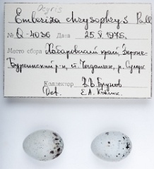 eggs_apart_Emberiza_chrysophrys201010061901-1