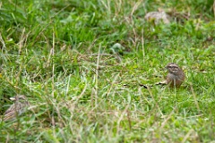 Emberiza_cia_2024_0924_1106-4