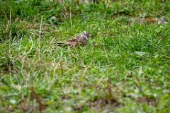 Emberiza_cia_2024_0924_1106