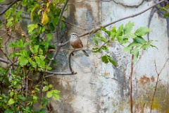 Emberiza_cia_2024_0924_1110-5