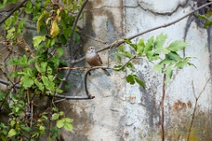 Emberiza_cia_2024_0924_1110-6