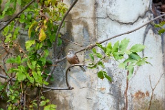 Emberiza_cia_2024_0924_1110