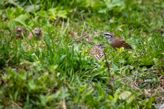 Emberiza_cia_2024_0924_1117-4