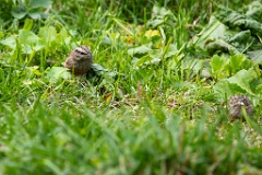 Emberiza_cia_2024_0924_1117-5