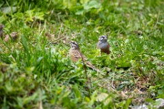 Emberiza_cia_2024_0924_1117