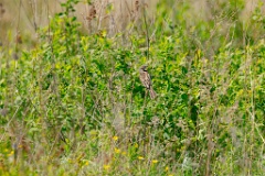 Emberiza_fucata_2024_0601_1416