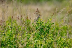 Emberiza_fucata_2024_0601_1417