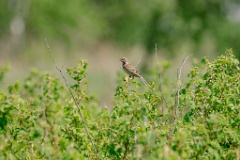 Emberiza_fucata_2024_0601_1418