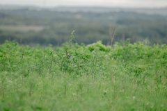 Emberiza_fucata_2024_0612_0854