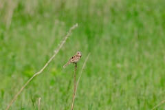 Emberiza_fucata_2024_0612_1509-3