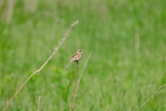 Emberiza_fucata_2024_0612_1509