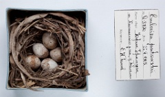 eggs_museum_Emberiza_jankowskii201010061851